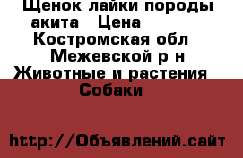 Щенок лайки породы акита › Цена ­ 1 000 - Костромская обл., Межевской р-н Животные и растения » Собаки   